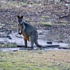 Wallabia bicolor (Swamp Wallaby) at Tanja Lagoon - 16 Jun 2018 by RossMannell