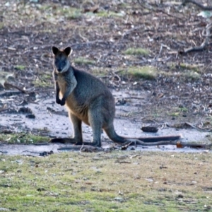Wallabia bicolor at Tanja, NSW - 17 Jun 2018