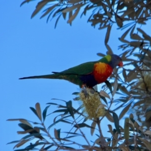 Trichoglossus moluccanus at Tanja, NSW - 17 Jun 2018