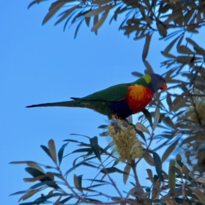 Trichoglossus moluccanus (Rainbow Lorikeet) at Tanja Lagoon - 17 Jun 2018 by RossMannell