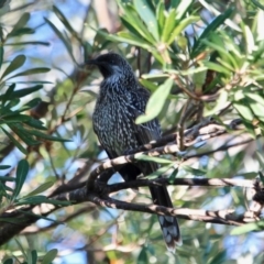 Anthochaera chrysoptera (Little Wattlebird) at Tanja Lagoon - 17 Jun 2018 by RossMannell