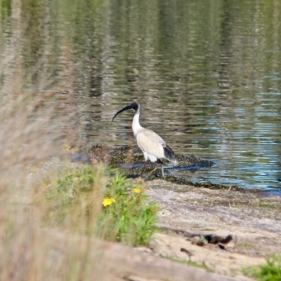 Threskiornis molucca (Australian White Ibis) at Tanja Lagoon - 17 Jun 2018 by RossMannell