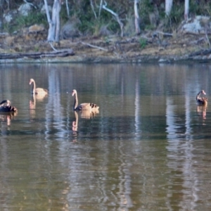 Cygnus atratus at Tanja, NSW - 17 Jun 2018 10:36 AM