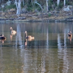 Cygnus atratus (Black Swan) at Tanja, NSW - 17 Jun 2018 by RossMannell