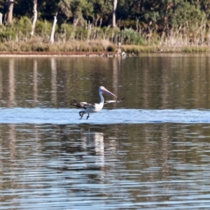 Pelecanus conspicillatus at Tanja, NSW - 17 Jun 2018