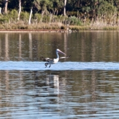 Pelecanus conspicillatus (Australian Pelican) at Tanja, NSW - 17 Jun 2018 by RossMannell