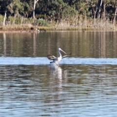 Pelecanus conspicillatus at Tanja, NSW - 17 Jun 2018