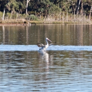 Pelecanus conspicillatus at Tanja, NSW - 17 Jun 2018 10:33 AM