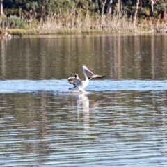 Pelecanus conspicillatus at Tanja, NSW - 17 Jun 2018