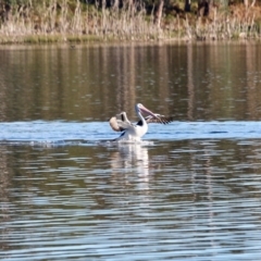 Pelecanus conspicillatus at Tanja, NSW - 17 Jun 2018 10:33 AM