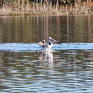 Pelecanus conspicillatus at Tanja, NSW - 17 Jun 2018