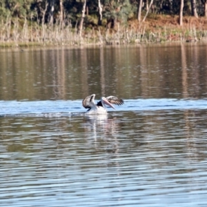 Pelecanus conspicillatus at Tanja, NSW - 17 Jun 2018