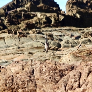 Egretta novaehollandiae at Tanja, NSW - 17 Jun 2018 12:00 PM