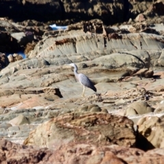 Egretta novaehollandiae at Tanja, NSW - 17 Jun 2018 12:00 PM