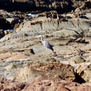 Egretta novaehollandiae at Tanja, NSW - 17 Jun 2018 12:00 PM