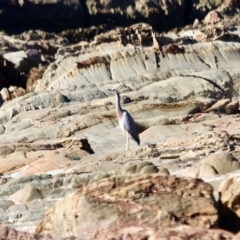 Egretta novaehollandiae at Tanja, NSW - 17 Jun 2018 12:00 PM