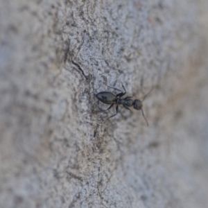 Colobopsis gasseri at Wamboin, NSW - 30 Apr 2018