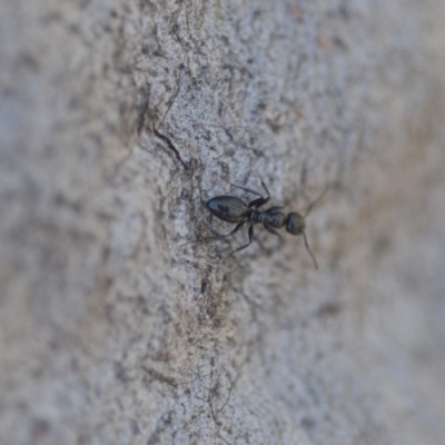 Colobopsis gasseri (An arboreal ant) at Wamboin, NSW - 30 Apr 2018 by natureguy