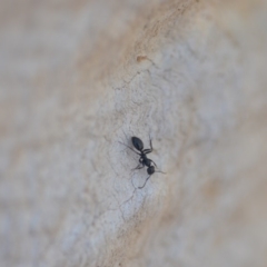 Colobopsis gasseri at Wamboin, NSW - 30 Apr 2018