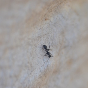 Colobopsis gasseri at Wamboin, NSW - 30 Apr 2018 04:02 PM