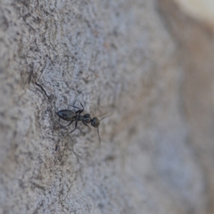 Colobopsis gasseri at Wamboin, NSW - 30 Apr 2018