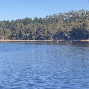 Pelecanus conspicillatus at Meroo National Park - 14 Jul 2018