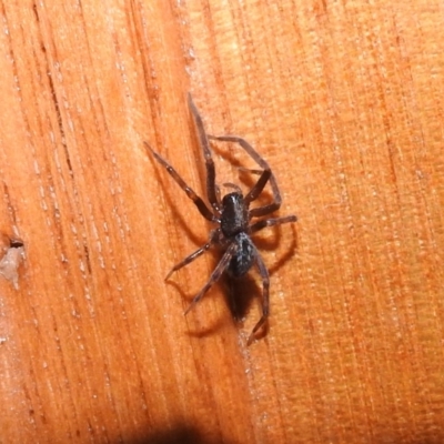 Badumna insignis (Black House Spider) at Fadden, ACT - 27 Feb 2018 by YumiCallaway