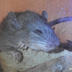 Rattus rattus (Black Rat) at Fadden, ACT - 10 Mar 2018 by YumiCallaway