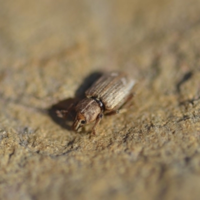 Listroderes delaiguei (Subterranean Clover Weevil) at QPRC LGA - 30 Apr 2018 by natureguy