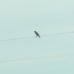 Unverified Bird of prey at Colinton, NSW - 25 Apr 2018 by YumiCallaway