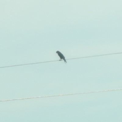 Unverified Bird of prey at Colinton, NSW - 25 Apr 2018 by YumiCallaway