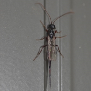 Monomachus antipodalis at Wamboin, NSW - 3 May 2018 01:04 PM