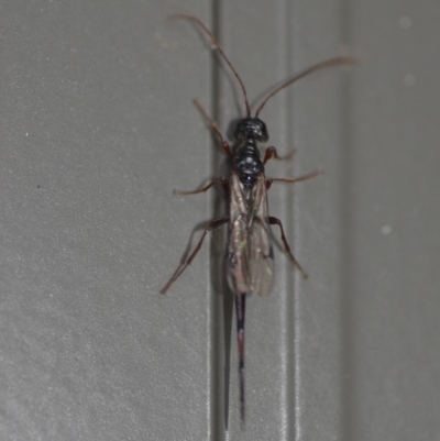 Monomachus antipodalis (A parasitic wasp) at Wamboin, NSW - 3 May 2018 by natureguy