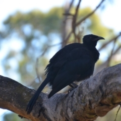 Corcorax melanorhamphos (White-winged Chough) at Wamboin, NSW - 9 Feb 2018 by natureguy