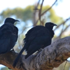 Corcorax melanorhamphos at Wamboin, NSW - 9 Feb 2018 12:15 PM