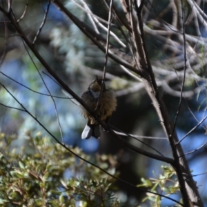 Acanthorhynchus tenuirostris at Wamboin, NSW - 9 Feb 2018 12:09 PM