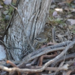 Sericornis frontalis (White-browed Scrubwren) at Wamboin, NSW - 9 Feb 2018 by natureguy