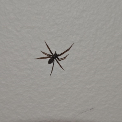 Badumna insignis (Black House Spider) at QPRC LGA - 13 Feb 2018 by natureguy