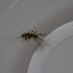 Scutigeridae (family) (A scutigerid centipede) at Wamboin, NSW - 21 Feb 2018 by natureguy