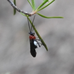 Pycnobraconoides sp. (genus) (A Braconid wasp) at Gigerline Nature Reserve - 21 Apr 2018 by YumiCallaway