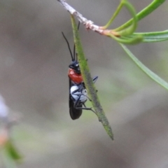 Pycnobraconoides sp. (genus) at Tennent, ACT - 22 Apr 2018