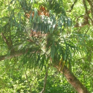 Platycerium bifurcatum at Conjola, NSW - suppressed