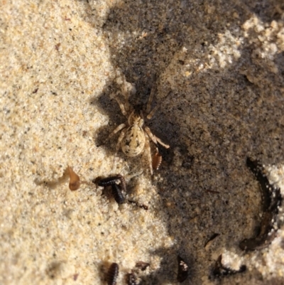 Tetralycosa sp. (genus) (Small Beach Wolf Spider) at Meroo National Park - 14 Jul 2018 by Winston