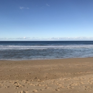 Eubalaena australis at Tathra, NSW - 14 Jul 2018 02:35 PM