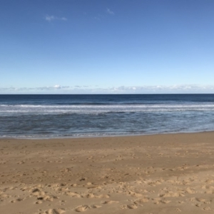 Eubalaena australis at Tathra, NSW - 14 Jul 2018