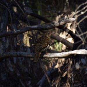 Zoothera lunulata at Tennent, ACT - 14 Jul 2018