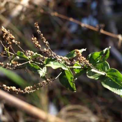 Veronica derwentiana (Derwent Speedwell) at Tennent, ACT - 14 Jul 2018 by MatthewFrawley