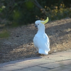 Cacatua galerita (Sulphur-crested Cockatoo) at Wamboin, NSW - 22 Feb 2018 by natureguy