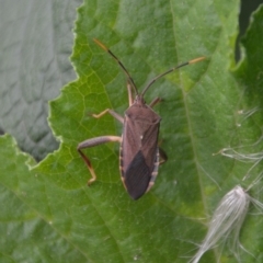 Amorbus sp. (genus) (Eucalyptus Tip bug) at QPRC LGA - 25 Feb 2018 by natureguy