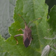 Amorbus sp. (genus) at Wamboin, NSW - 25 Feb 2018 08:49 PM